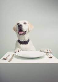Pet Appetite and Nausea
