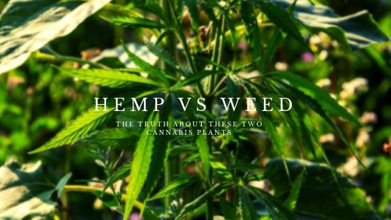 Hemp vs Weed