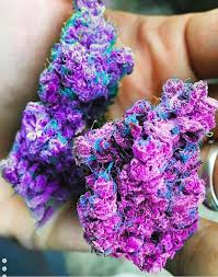 Purple Kush Bud