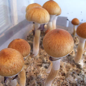 Buy Magic Mushrooms Hickman