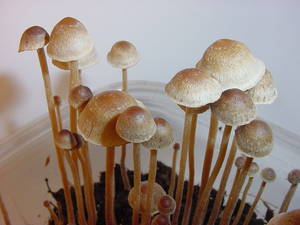 Kansas Magic Mushrooms Dispensary
